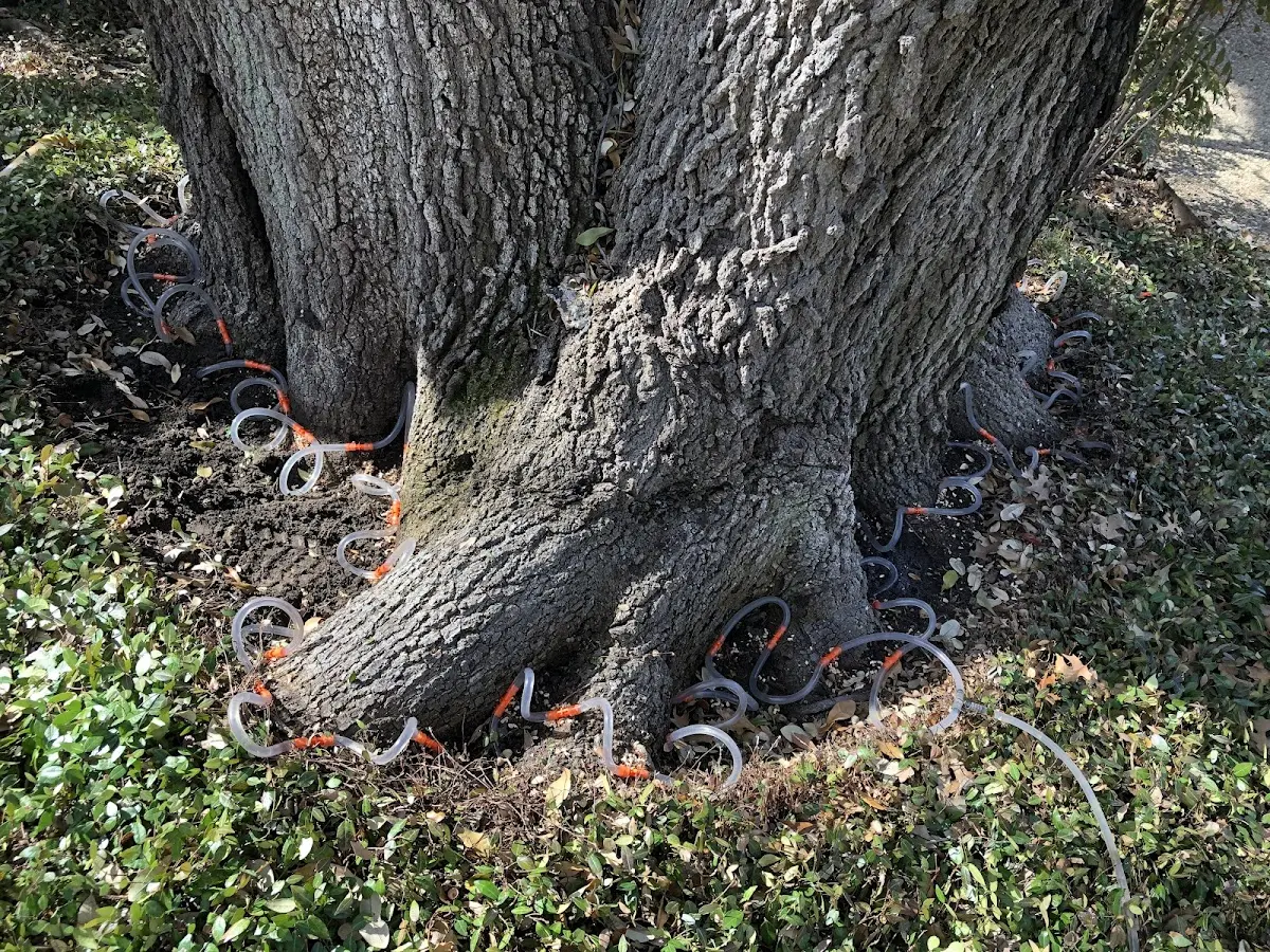 Detailed Tree Cabling and Bracing job site in Edmore
