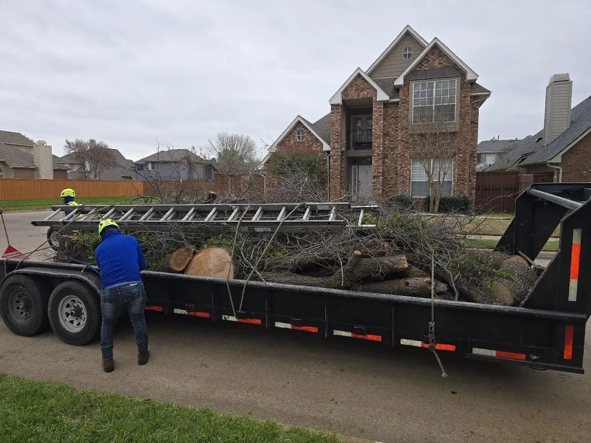 Expert Tree Removal with proper safety equipment in Edmore